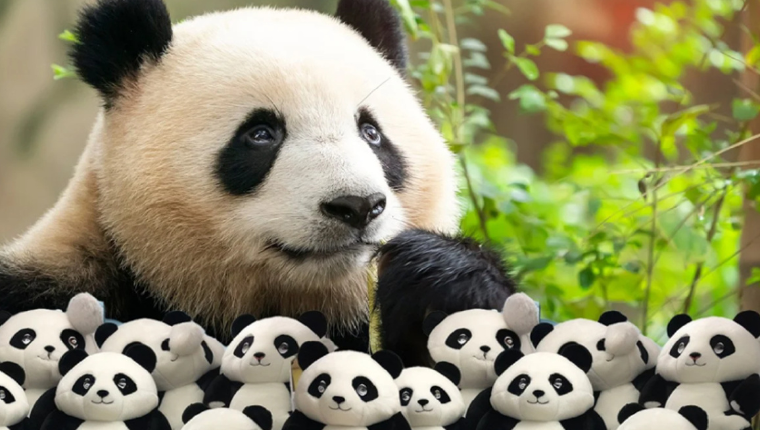 Kina panda og pandadiplomati